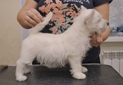 Раттрей Супер Марио