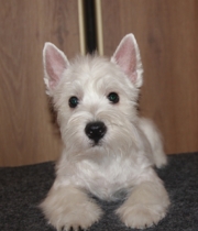 ПОМЕТ "Г"(Все щенки проданы)