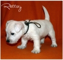РАТТРЕЙ ГРЕЙТ ГУДВИН /Rattrey Great Goodwin