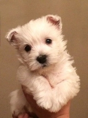 Помет Т (Все щенки проданы)