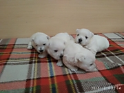 ПОМЕТ "Е"(Все щенки проданы)