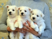 ПОМЕТ "В" (Все щенки проданы)