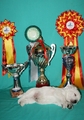 Born To Win