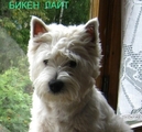 БИКЕН  ЛАЙТ (ТОША)