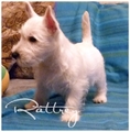 РАТТРЕЙ ГРЕЙТ ГУДВИН /Rattrey Great Goodwin