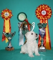 Born To Win