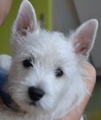 Раттрей Супер Марио