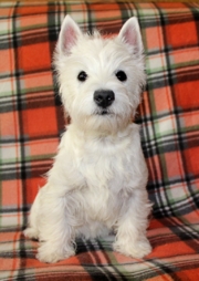 ПОМЕТ Э(Все щенки проданы)